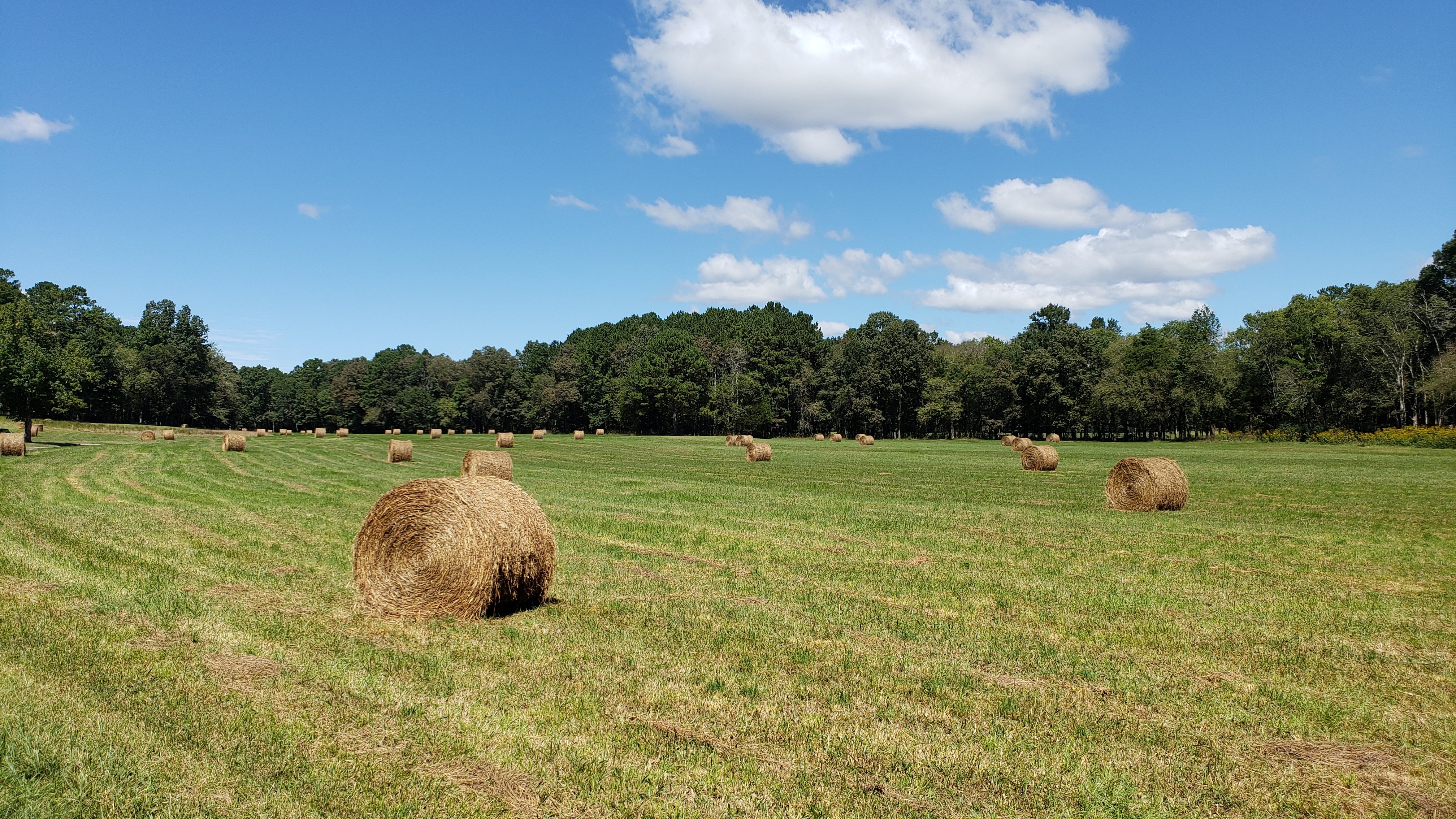 Fields_of_Summer_(Chickamauga_Battlefield)